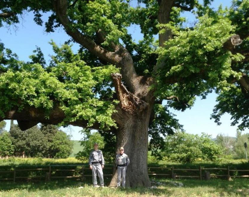 La Quercia delle Checche a Pienza