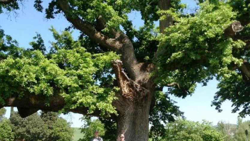 La Quercia delle Checche a Pienza