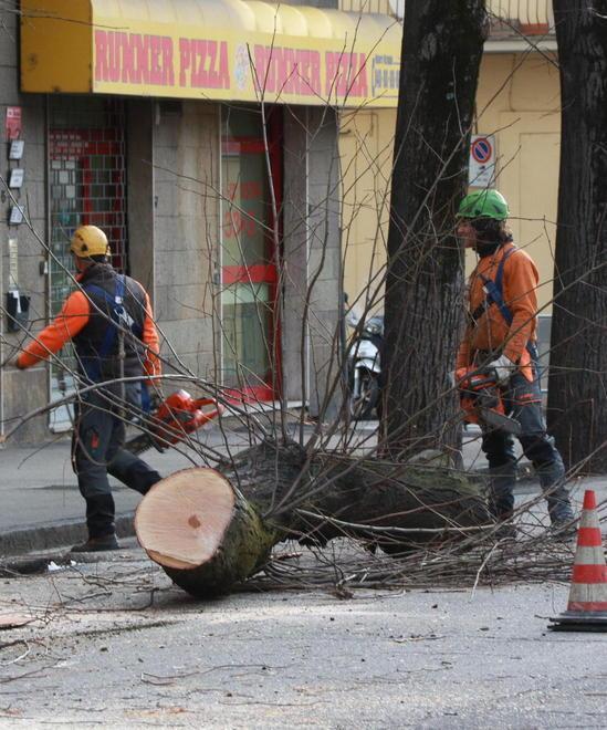 Il taglio degli alberi