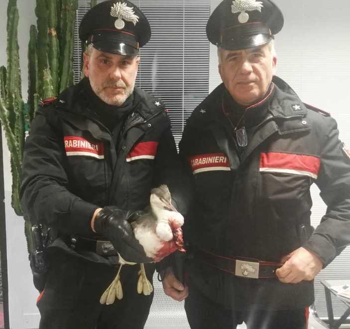 Carabinieri salvano un airone Il grazie della guardia zoofila