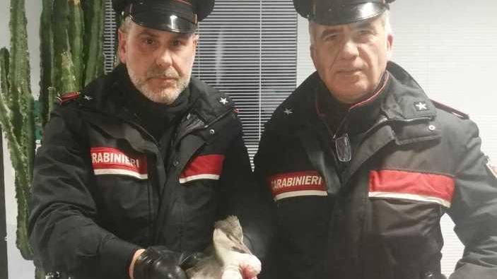 Carabinieri salvano un airone Il grazie della guardia zoofila