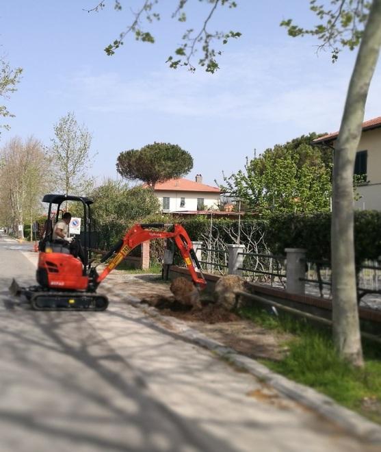 Taglio dei platani malati lavori fino al 25 gennaio