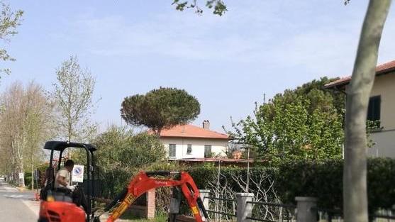Taglio dei platani malati lavori fino al 25 gennaio