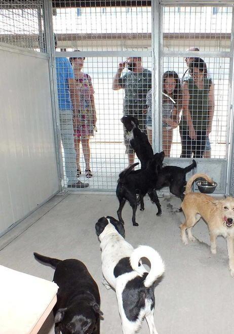 Nuovi orari per visitare gli animali ospiti o portarli in passeggiata