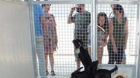 Nuovi orari per visitare gli animali ospiti o portarli in passeggiata