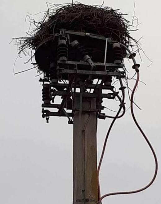 Le cicogne tornano a nidificare nel Parco E diventano stanziali