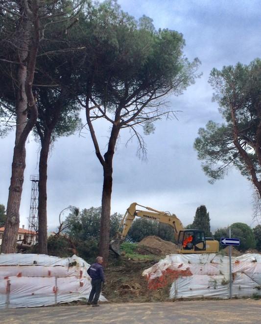 Il taglio dei pini in via della Pinetina (foto Falorni/Silvi)