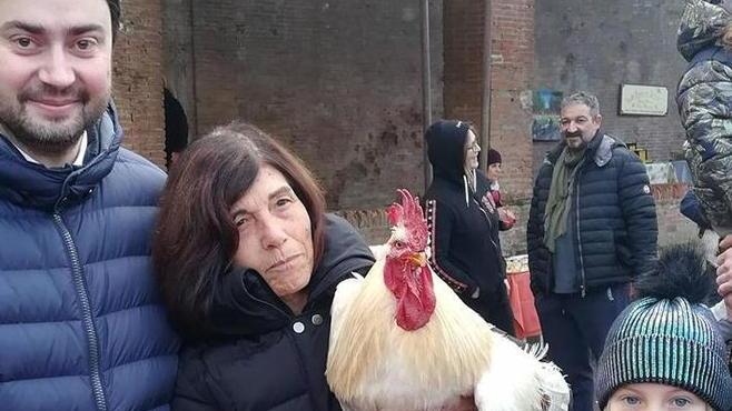 Un gallo eletto dai bambini come animale più simpatico