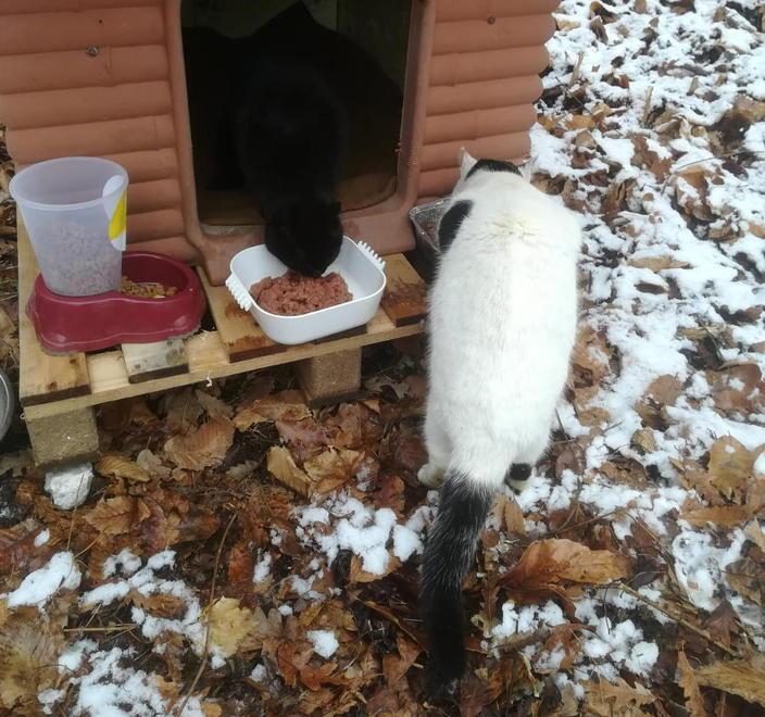 Raccolta di fondi nei paesi per la colonia felina 