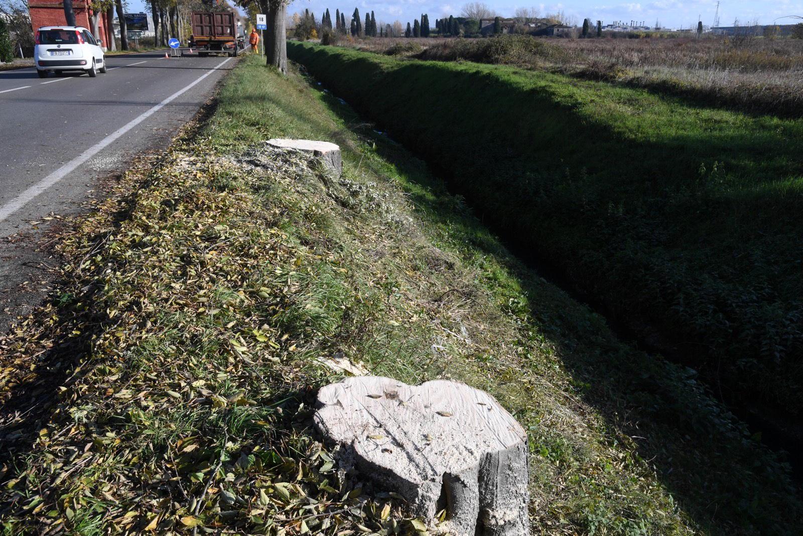 Operai al lavoro per tagliare gli alberi