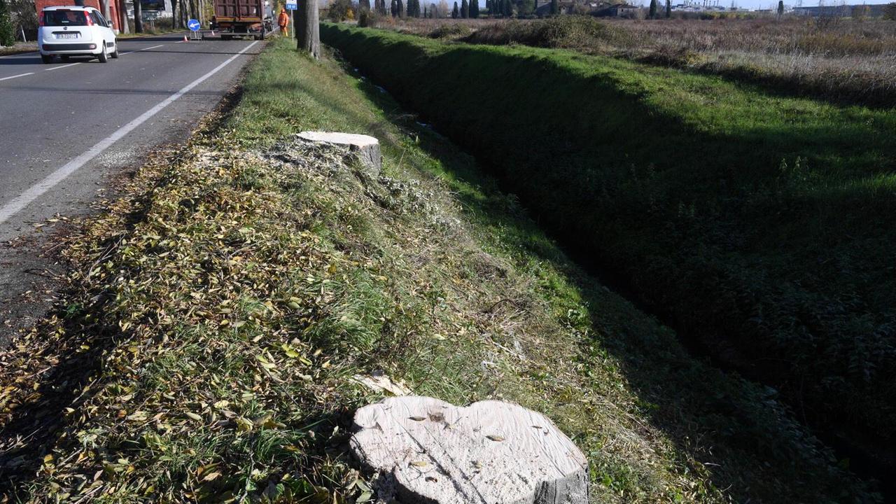 Operai al lavoro per tagliare gli alberi