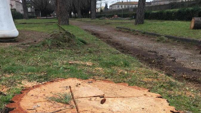 Alberi malati: il Comune ne abbatterà 70 Cambia volto il parco della Montagnola