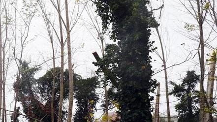 Prosegue in via del Mare la potatura degli alberi Interessati 8 chilometri