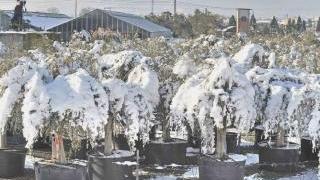 Piante di un vivaio schiacciate dalla neve