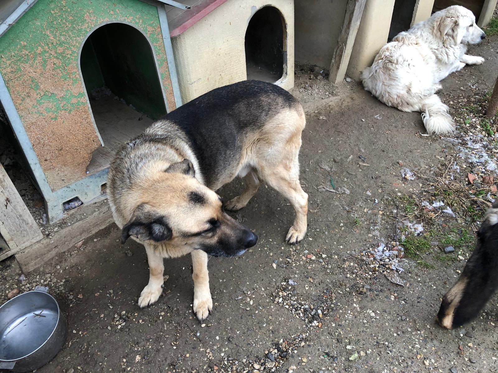 I cani sequestrati