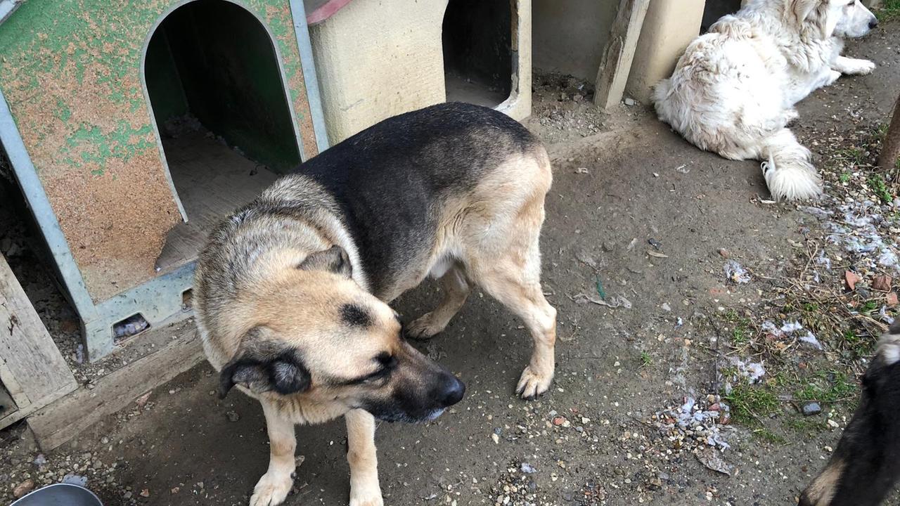 I cani sequestrati