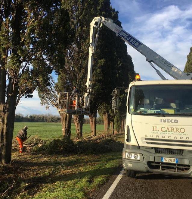 Sul viale dei cipressi si pulisce il sottobosco