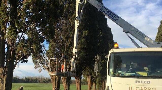 Sul viale dei cipressi si pulisce il sottobosco