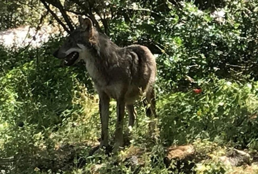 «Non c’è alcun pericolo nei confronti dell’uomo»