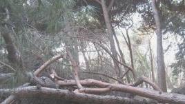 Il crollo dei giganti delle pinete