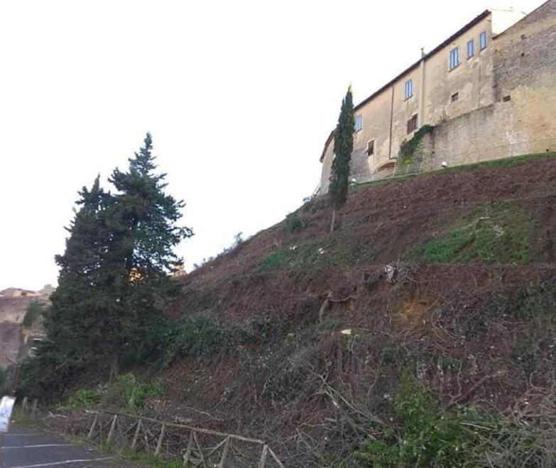 Appello al Comune per salvaguardare gli alberi del centro 