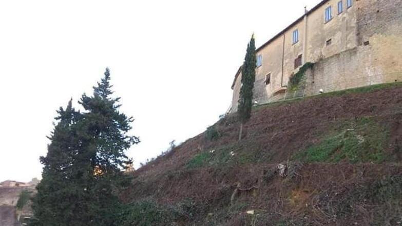 Appello al Comune per salvaguardare gli alberi del centro