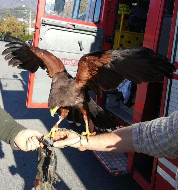 La poiana scappa e i vigili la salvano