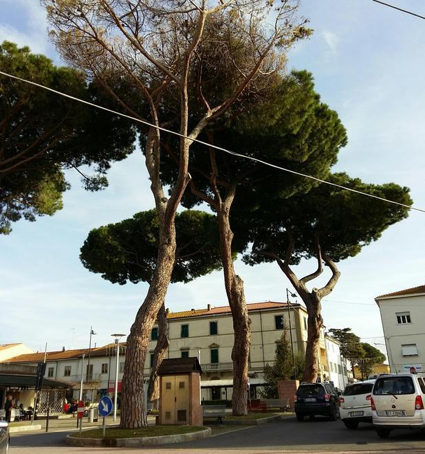 I pini pericolanti