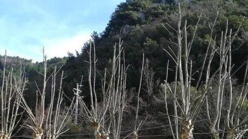 Messi in sicurezza i grandi platani e lecci