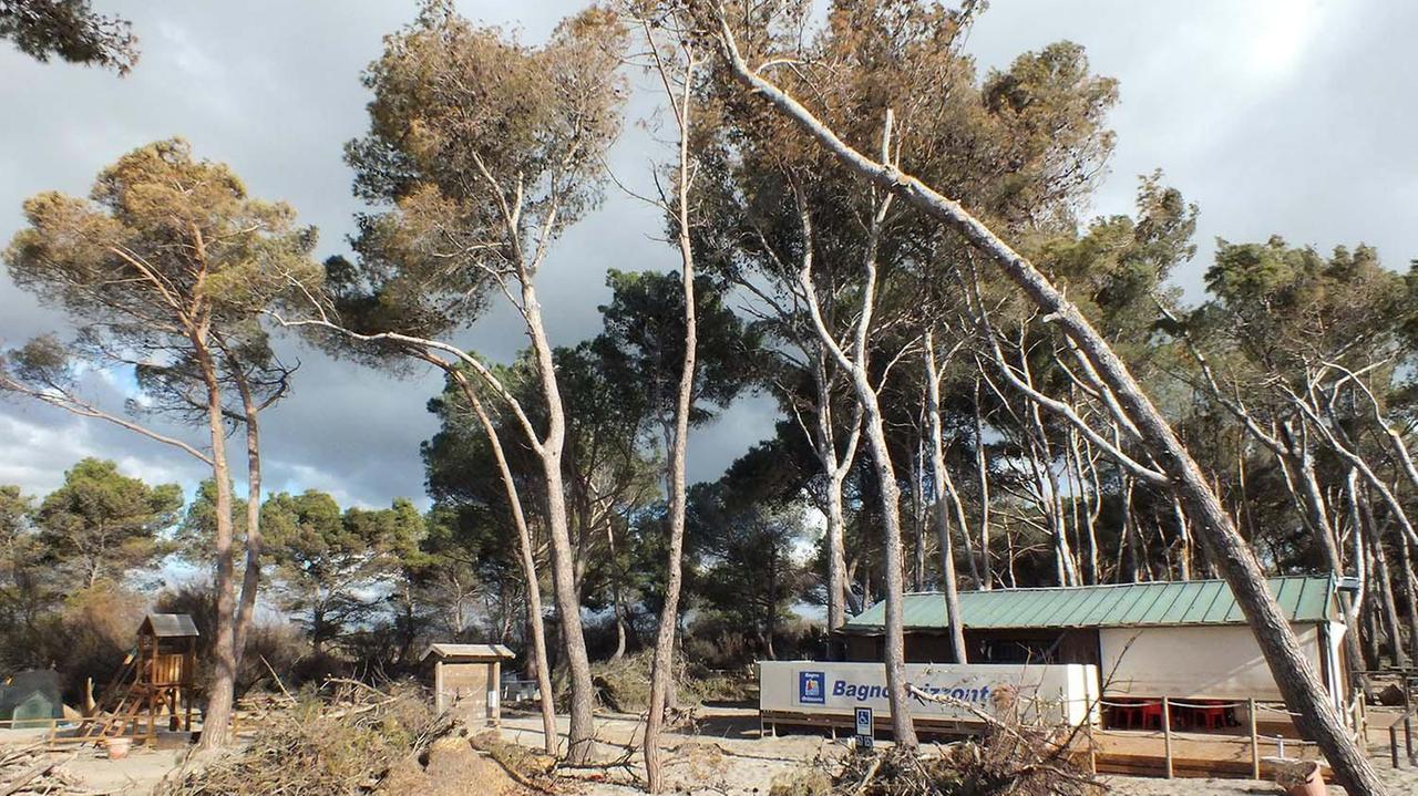 la pineta dell’Orizzonte danneggiata dalla mareggiata dello scorso novembre (foto Paolo Barlettani)