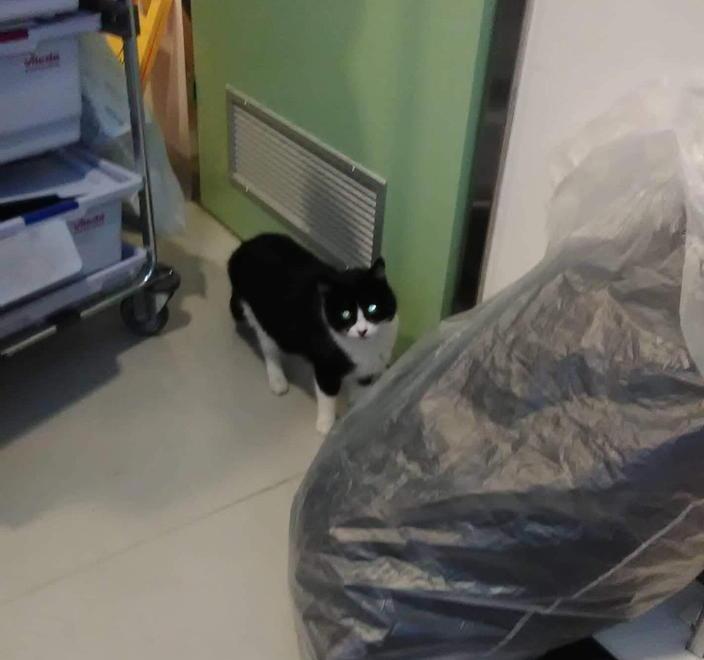 «Gli animali possono entrare ma secondo regole precise» 