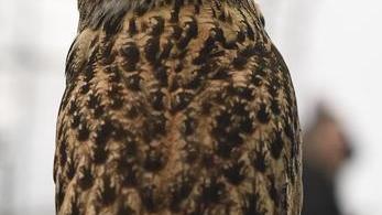Mici magnetici, rari maestosi e “comuni”: al Polo Fiere i felini fanno anche le gare
