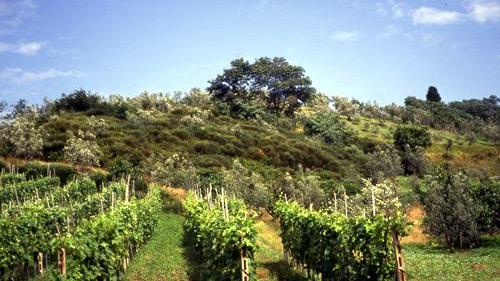 Vigne (foto d'archivio)
