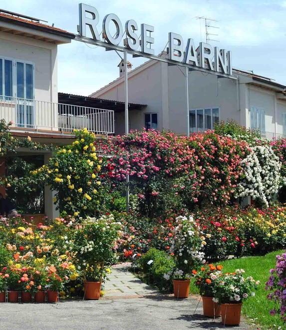 Le celebri rose di Barni orneranno l’aiuola di piazza Spirito Santo