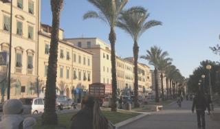 Le palme sono state piantate sul lungomare di Livorno nel 2001. Ecco come appaiono dopo la potatura dei giorni scorsi: la folta chioma è scomparsa