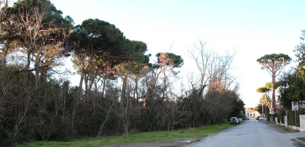 La pinetina privata che voleva diventare parco pubblico 
