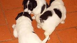 Rocky, 600 chilometri per tornare a casa