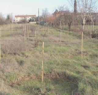 Alcune immagini del parco di Kyoto Sotto un tratto di via Vecchia di Pontedera