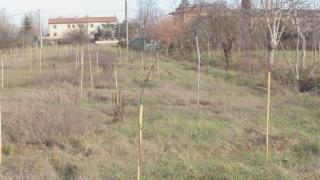 Alcune immagini del parco di Kyoto Sotto un tratto di via Vecchia di Pontedera