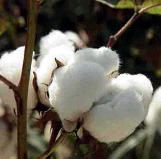 Ecco il cotone "camaleonte"