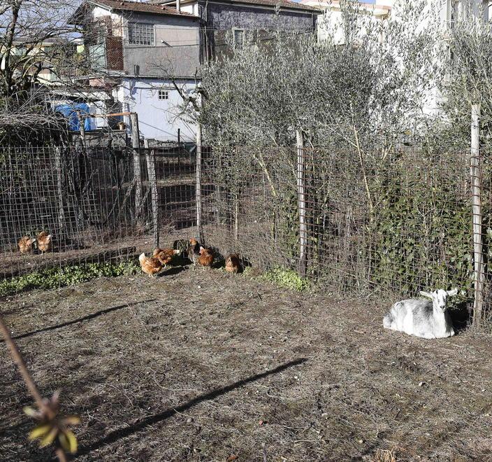 Topi nel terreno vicino all’asilo Nuova ordinanza del Comune