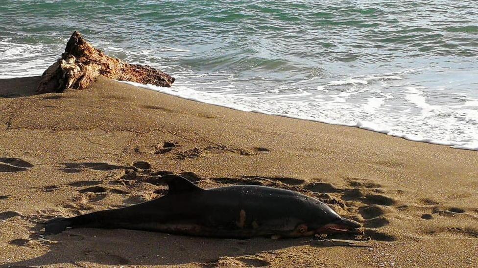 Un altro delfino spiaggiato È il quarto nell’arco di due mesi