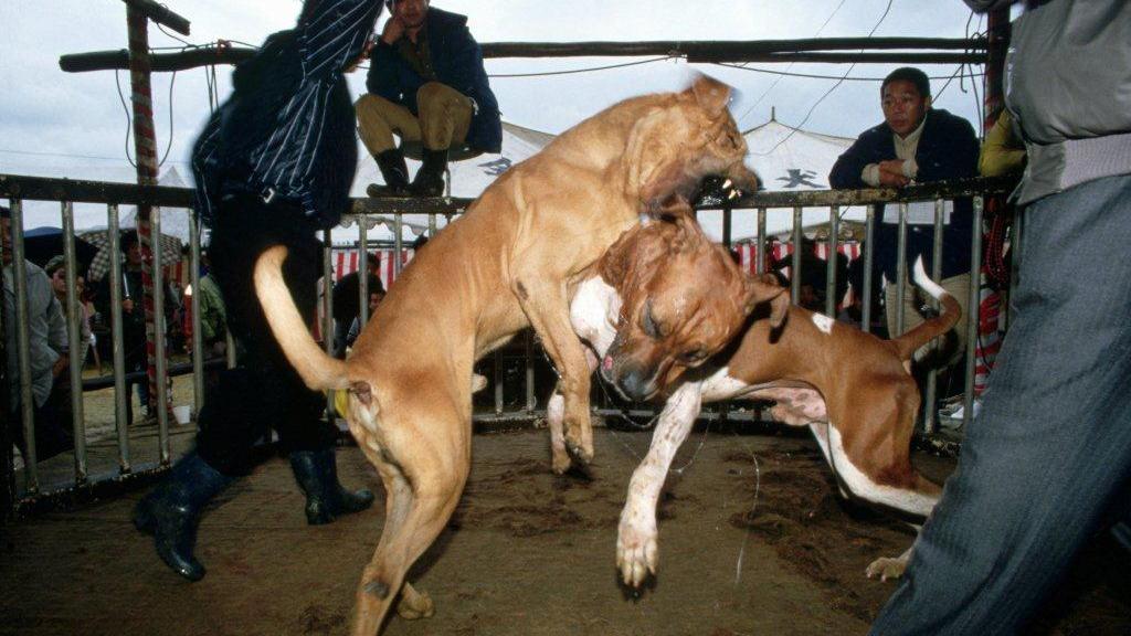 Combattimento tra due cani