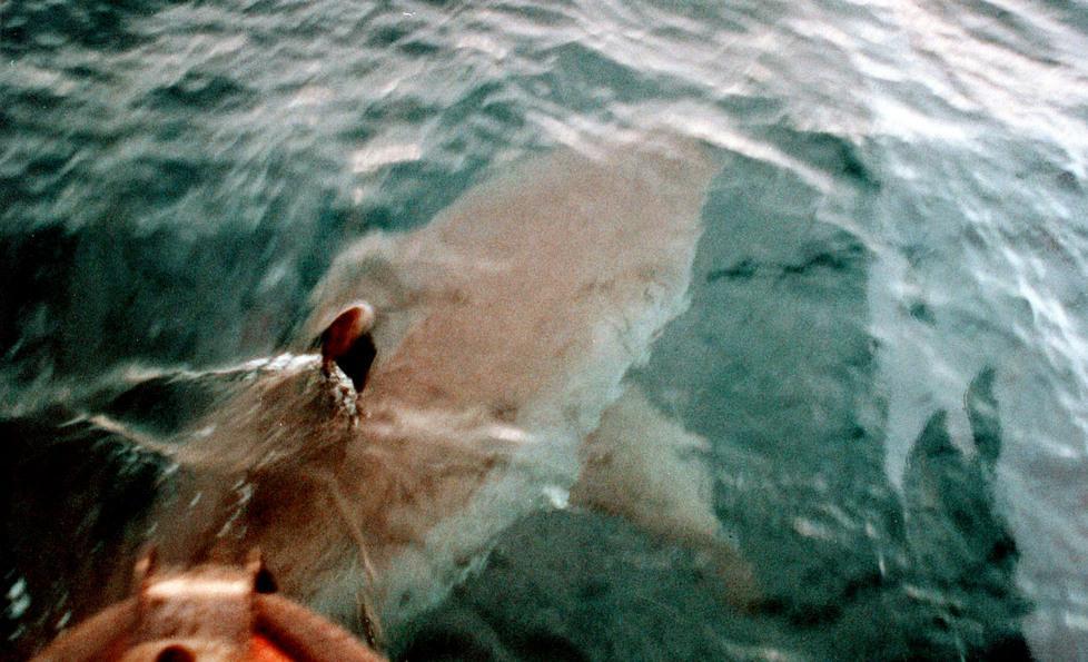 Piombino e lo squalo che uccise il sub Da quel giorno il mare non fu più lo stesso