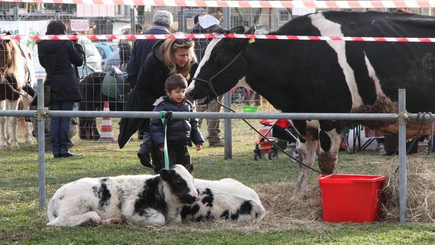 Una fattoria degli animali in piazza Matteotti