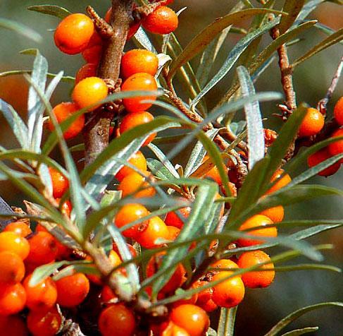 Olivello Spinoso. Un’intera farmacia di colore giallo 