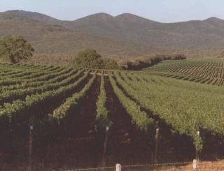 Vitigni nella campagna di Bolgheri