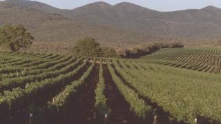Vitigni nella campagna di Bolgheri
