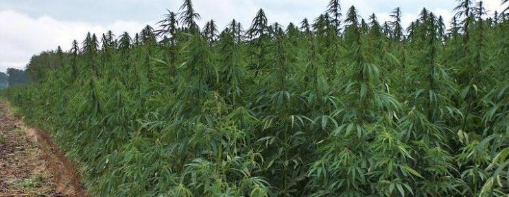 I campi si trovano nel paese di Capanne