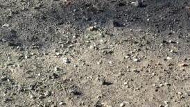 Sull’ex Campo Balilla ancora sassi: per pulirlo il terreno deve asciugare